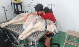 虐待狗