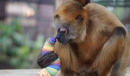 生活在密西西比海岸的盲猴琪琪，在手术后终于重见光明