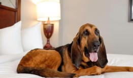 每个人都喜欢露西：阿拉巴马猎犬的遗产