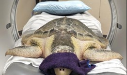 阿拉巴马医院迎来了一位特殊的客人——海龟卡莱