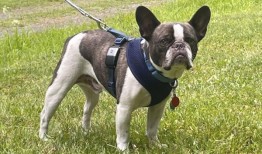 官员称，一名女子在飞往墨西哥度假胜地前，在宾夕法尼亚机场抛弃了一只斗牛犬