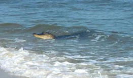 阿拉巴马海滩上的鳄鱼？海豚岛上发现鳄鱼“并不罕见”