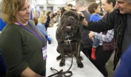 人类最好的新朋友？法国斗牛犬是越来越受欢迎的犬种