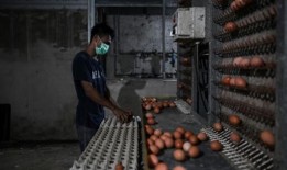 马来西亚鸡蛋价格下降，但专家提出了供应问题的担忧