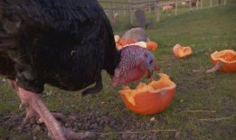感恩节的转折：纽伯格怀尔德伍德农场的感恩生活
