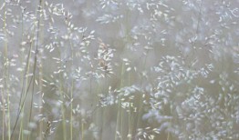 恩菲尔德委员会公布了伦敦最大自然保护区的计划