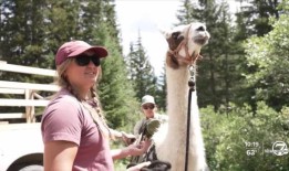 恩格尔伍德的小狗收养事件可能使人们暴露于狂犬病：CDPHE