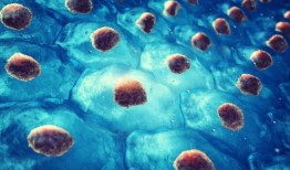 UMD获得资金，通过改善猪的肌肉生长来提高猪肉生产质量